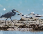 پرنده نگري - اگرت ساحلی - western reef heron - Egretta gularis