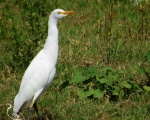 پرنده نگري - گاوچرانک - Cattle Egret - Bubulcus ibis