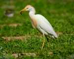 پرنده نگري - گاوچرانک - Cattle Egret - Bubulcus ibis
