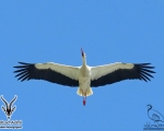پرنده نگري - لک لک سفید - European White Stork - Ciconia ciconia