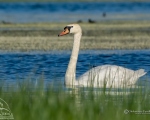 پرنده نگري - قوی گنگ - Mute Swan - Cygnus olor