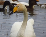 پرنده نگري - قوی فریاد کش - Whooper Swan - Cygnus cygnus