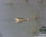 پرنده نگری در ایران - غاز خاکستری