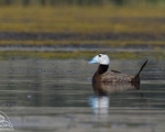پرنده نگري - اردک سر سفید - White-headed Duck - Oxyura leucocephala