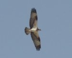 پرنده نگري - عقاب ماهی گیر - Osprey - Pandion haliaetus