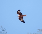 پرنده نگري - کورکور حنایی - Red Kite - Milvus milvus