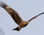 پرنده نگري - کورکور سیاه - Black Kite - Milvus migrans