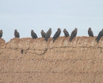 پرنده نگري - کورکور سیاه - Black Kite - Milvus migrans