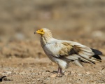 پرنده نگري - کرکس - Egyptian Vulture - Neophron percnopterus