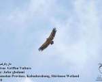 پرنده نگری در ایران - Griffon Vulture