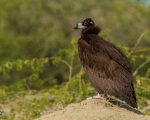 پرنده نگري - لاشخور سیاه - Eurasian Black Vulture - Aegypius monachus