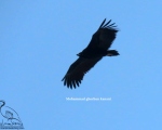 پرنده نگری در ایران - Eurasia Black Vulture