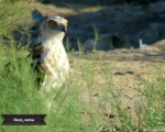 پرنده نگري - عقاب مار خور - Short-toed Snake-eagle - Circaetus gallicus