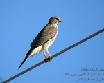 پرنده نگري - پیغوی کوچک - Shikra - Accipiter badius