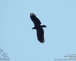 پرنده نگری در ایران - عقاب خالدار