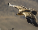 پرنده نگري - عقاب صحرایی - Steppe Eagle - Aquila nipalensis