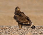 پرنده نگري - عقاب صحرایی - Steppe Eagle - Aquila nipalensis
