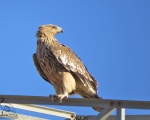 پرنده نگري - عقاب شاهی - Eastern Imperial Eagle - Aquila heliaca