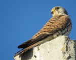 پرنده نگري - دلیجه کوچک - Lesser Kestrel - Falco naumanni