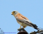 پرنده نگري - دلیجه کوچک - Lesser Kestrel - Falco naumanni