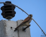 پرنده نگری در ایران - دلیجه معمولی