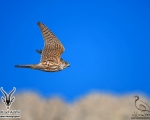 پرنده نگري - ترمتای - Merlin - Falco columbarius