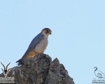 پرنده نگري - شاهین - Barbary falcon - Falco pelegrinoides