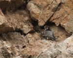 پرنده نگري - شاهین - Barbary falcon - Falco pelegrinoides