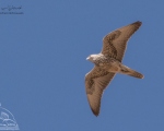 پرنده نگري - بالابان - Saker Falcon - Falco cherrug