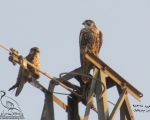 پرنده نگري - بالابان - Saker Falcon - Falco cherrug