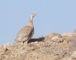 پرنده نگري - کبک دری - Caspian Snowcock - Tetraogallus caspius