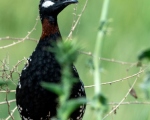 پرنده نگري - دراج - Black Francolin - Francolinus francolinus