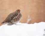 پرنده نگري - کبک چیل - Grey Partridge - Perdix perdix