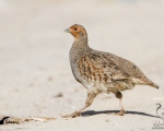 پرنده نگري - کبک چیل - Grey Partridge - Perdix perdix