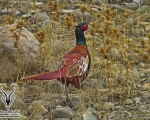 پرنده نگري - قرقاول - Ring-necked Pheasant - Phasianus colchicus