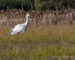 پرنده نگري - درنا ی سفید سیبری - Siberian Crane - Grus leucogeranus