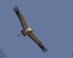 پرنده نگري - درنا - Eurasian Crane - Grus grus