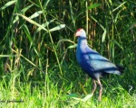 پرنده نگري - طاووسک - Purple Swamphen - Porphyrio porphyrio