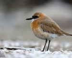 پرنده نگري - سلیم شنی کوچک - Lesser Sandplover - Charadrius mongolus
