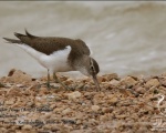 پرنده نگري - آبچلیک آواز خوان - Common Sandpiper - Actitis hypoleucos