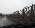 پرنده نگری در ایران - کاکایی خزری