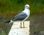 پرنده نگري - کاکایی ارمنی - Armenian Gull - Larus armenicus