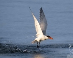 پرنده نگري - پرستوی دریایی خزر - Caspian Tern - Hydroprogne caspia