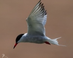 پرنده نگري - پرستوی دریایی معمولی - Common Tern - Sterna hirundo