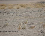 پرنده نگري - باقرقره شنی گندمی - Crowned Sandgrouse - Pterocles coronatus