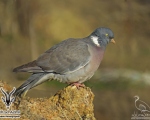 پرنده نگري - کبوتر جنگلی - Common Woodpigeon - Columba palumbus