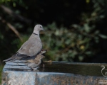 پرنده نگري - یا کریم - Eurasian Collared-dove - Streptopelia decaocto