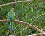 پرنده نگري - طوطی طوق صورتی - Rose-ringed Parakeet - Psittacula krameri