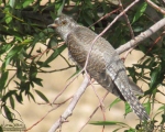 پرنده نگري - کوکوی معمولی - Common Cuckoo - cuculuscanorus