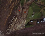 پرنده نگري - مرغ حق جنوبی - Pallid Scops-owl - Otus brucei